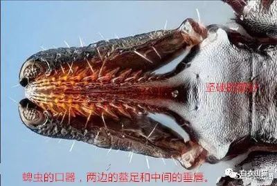 蜱虫为何会使人生病?被叮咬后该如何处理才安全?及时正确取出蜱虫!休闲区蓝鸢梦想 - Www.slyday.coM 蜱虫为何会使人生病?被叮咬后该如何处理才安全?及时正确取出蜱虫!休闲区蓝鸢梦想 - Www.slyday.coM