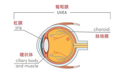 中层和内层我们的眼球壁一共分为三层甚至是葡萄膜