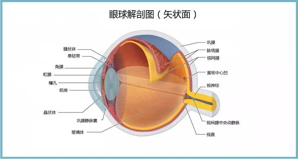 视网膜是人眼球最内层的结构,是一层柔软而透明的膜,紧贴在脉络膜内面