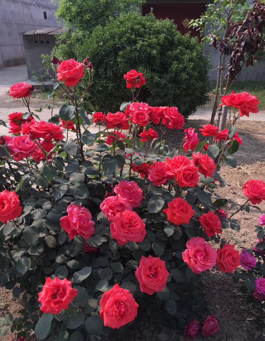 古老月季—绯扇,不输欧月日月,花大色艳香浓,四季都有花看!