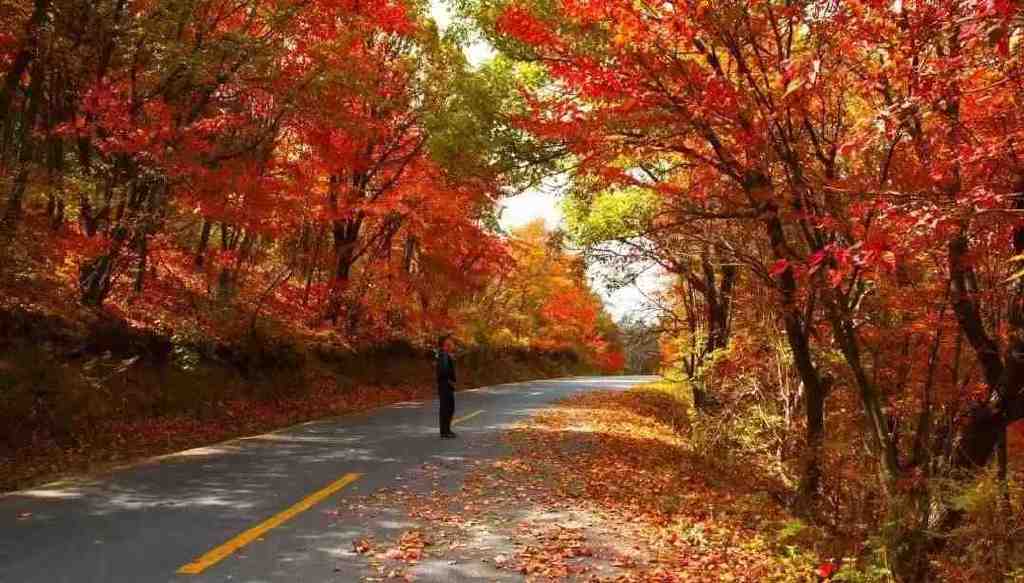 黄龙的秋天已送达,满山红叶惊艳来袭……休闲区蓝鸢梦想 - Www.slyday.coM 黄龙的秋天已送达,满山红叶惊艳来袭……休闲区蓝鸢梦想 - Www.slyday.coM
