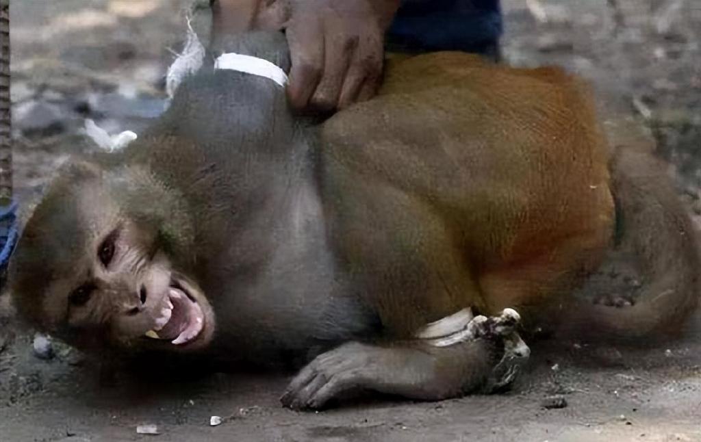 日本山口市发生人猴大战45人受伤猴子袭击频现意味着什么