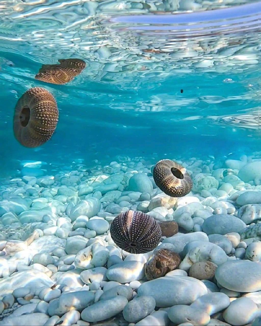 夏天的海weheartit