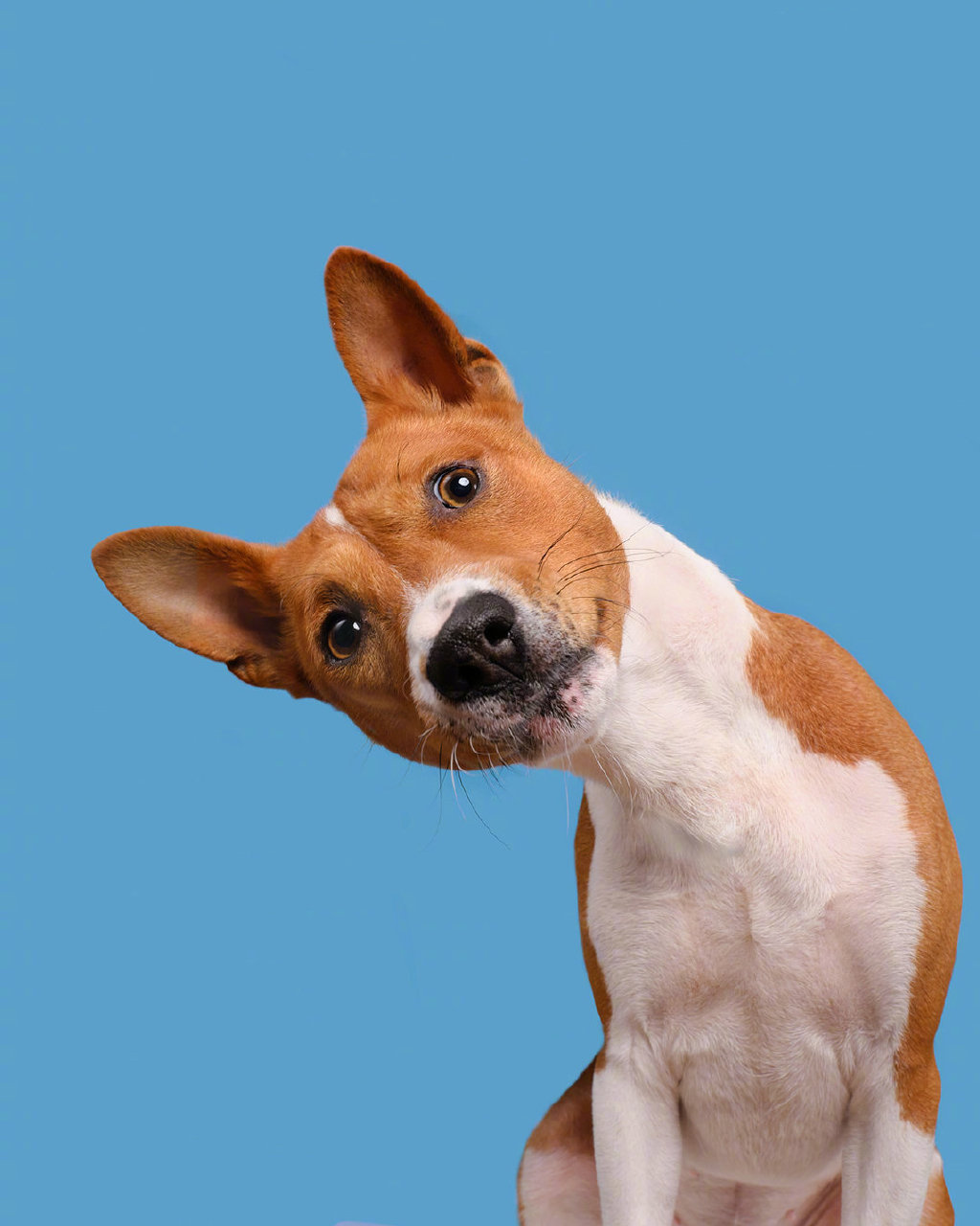 摄影师 elke vogelsang 镜头下可爱的狗狗们