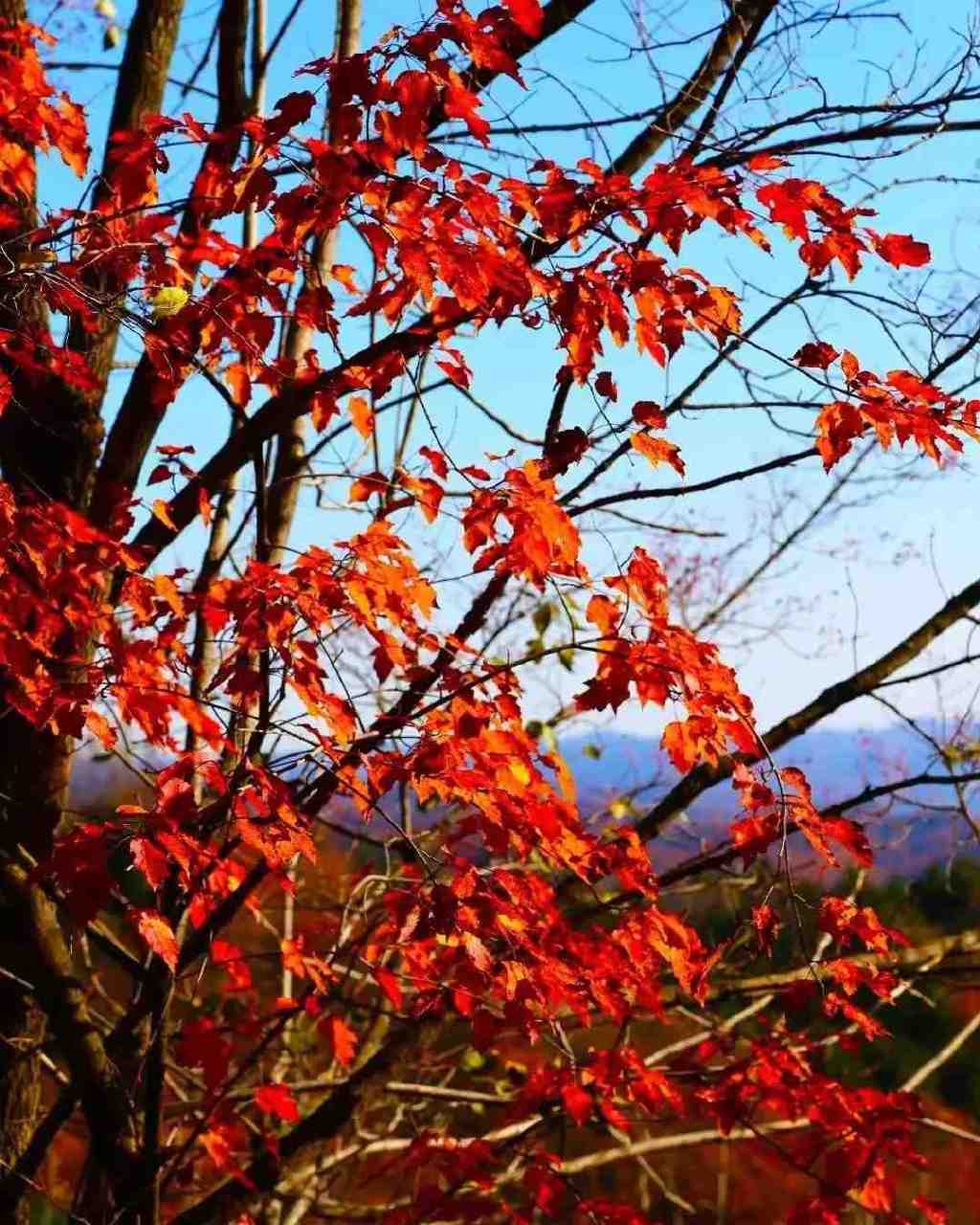 黄龙的秋天已送达,满山红叶惊艳来袭……休闲区蓝鸢梦想 - Www.slyday.coM 黄龙的秋天已送达,满山红叶惊艳来袭……休闲区蓝鸢梦想 - Www.slyday.coM