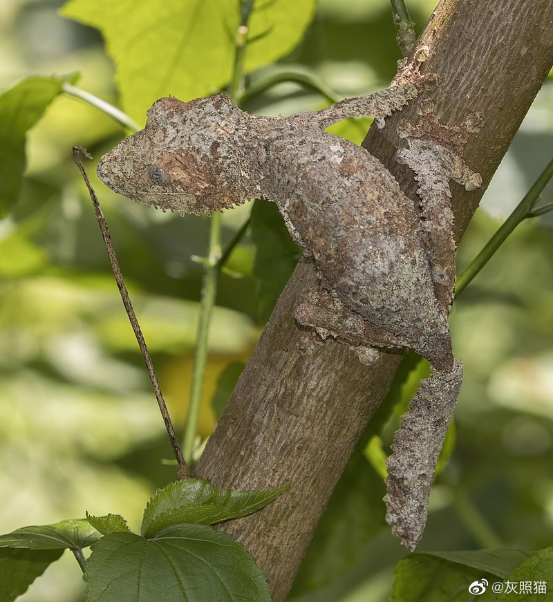 苔藓叶尾守宫uroplatus sikorae.