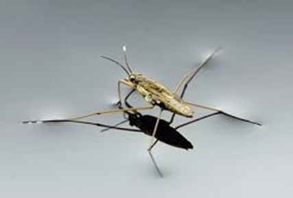 “天宫课堂”第二课你看懂了吗？哪些实验家里也能做？休闲区蓝鸢梦想 - Www.slyday.coM