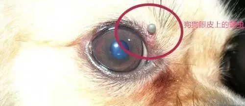 蜱虫为何会使人生病?被叮咬后该如何处理才安全?及时正确取出蜱虫!休闲区蓝鸢梦想 - Www.slyday.coM 蜱虫为何会使人生病?被叮咬后该如何处理才安全?及时正确取出蜱虫!休闲区蓝鸢梦想 - Www.slyday.coM