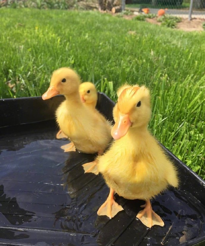 你小时候有养过小黄鸭吗?