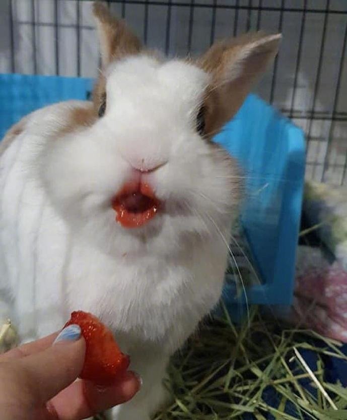 当兔子吃完草莓后