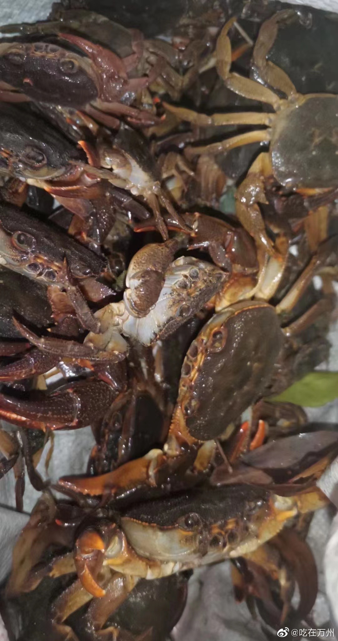 阳春三月,万州河沟里的螃蟹肥美诱人……__财经头条