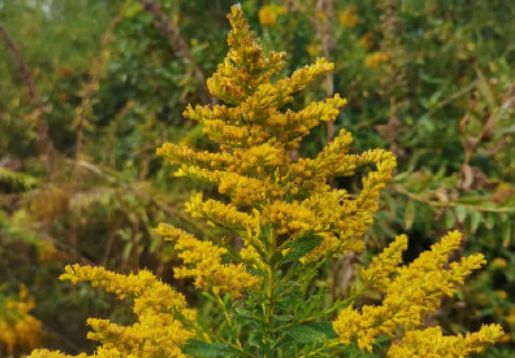 “加拿大一枝黄花”又上热搜！它是啥？外来入侵物种危害有多大？休闲区蓝鸢梦想 - Www.slyday.coM