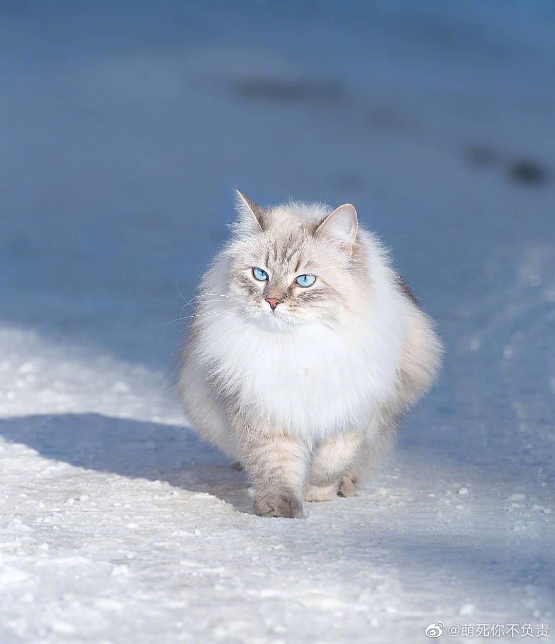 西伯利亚森林猫成年图片