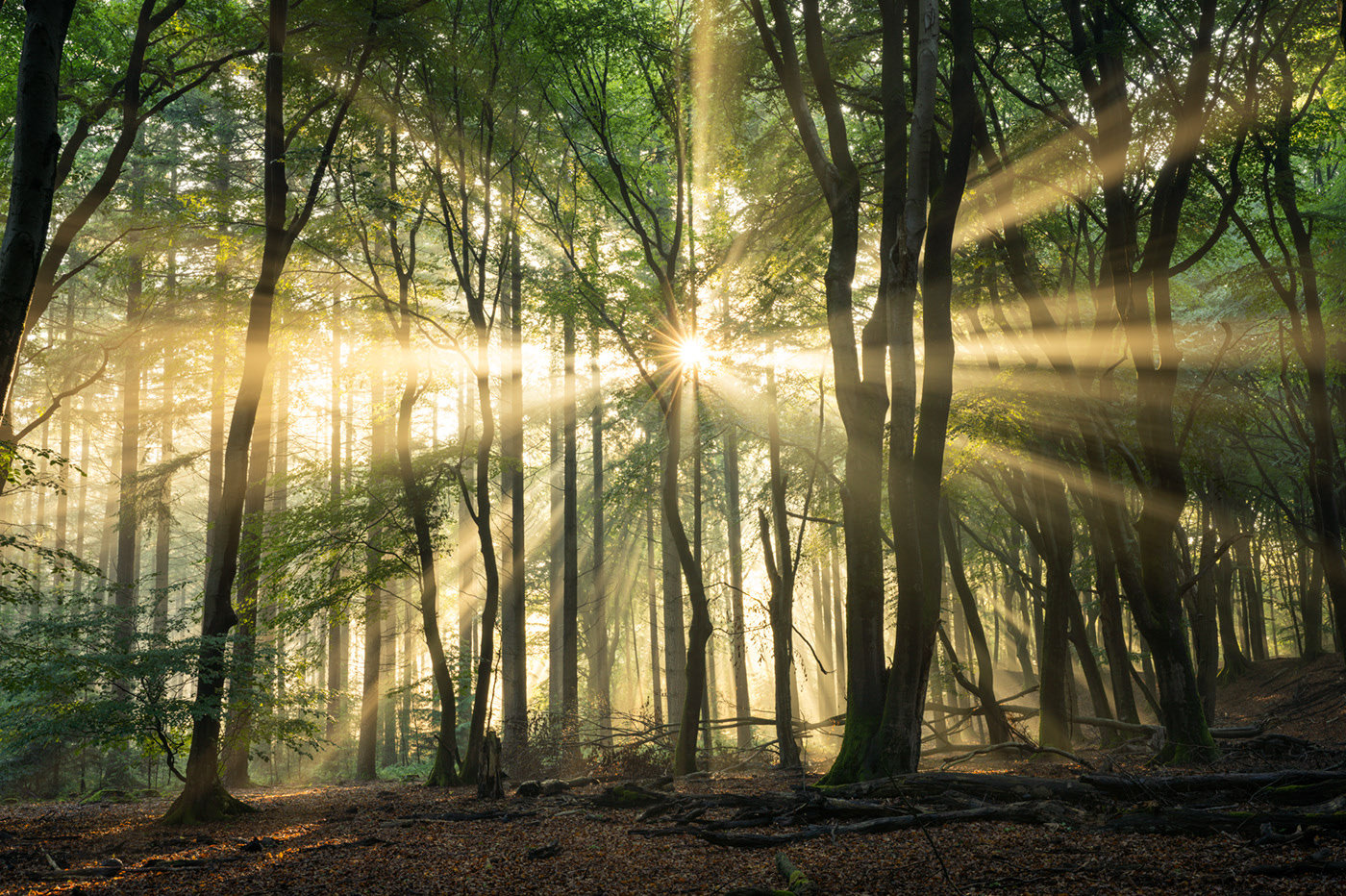 荷兰摄影师 albert 喜欢在清晨的树林散步,记录四季里每一天的开始