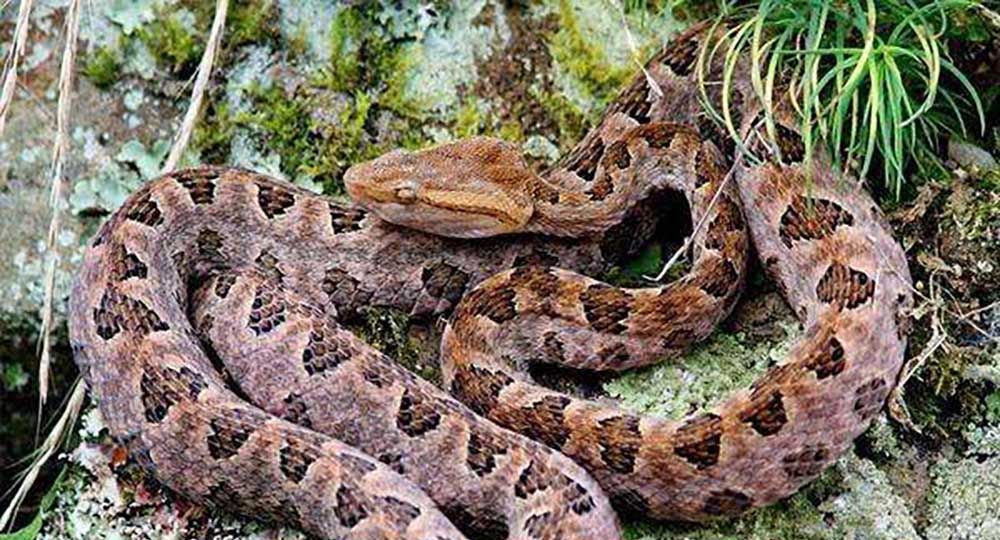 农村常见的八大伤人毒蛇分别是谁它们毒液的毒性又如何呢