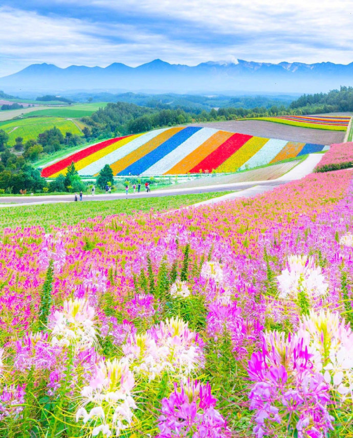 日本 四季彩の丘 展望花畑 高清图集 新浪网 日本 四季彩の丘 展望花畑 高清图集 新浪网