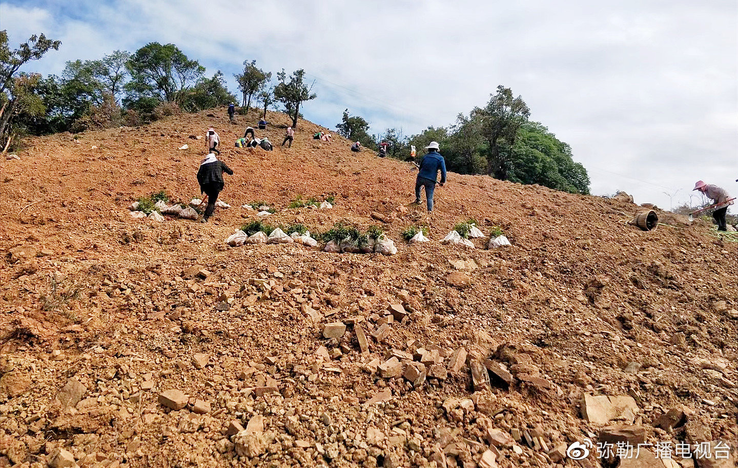 乡村振兴云南这个脱贫村把五千亩荒山变成绿色提款机
