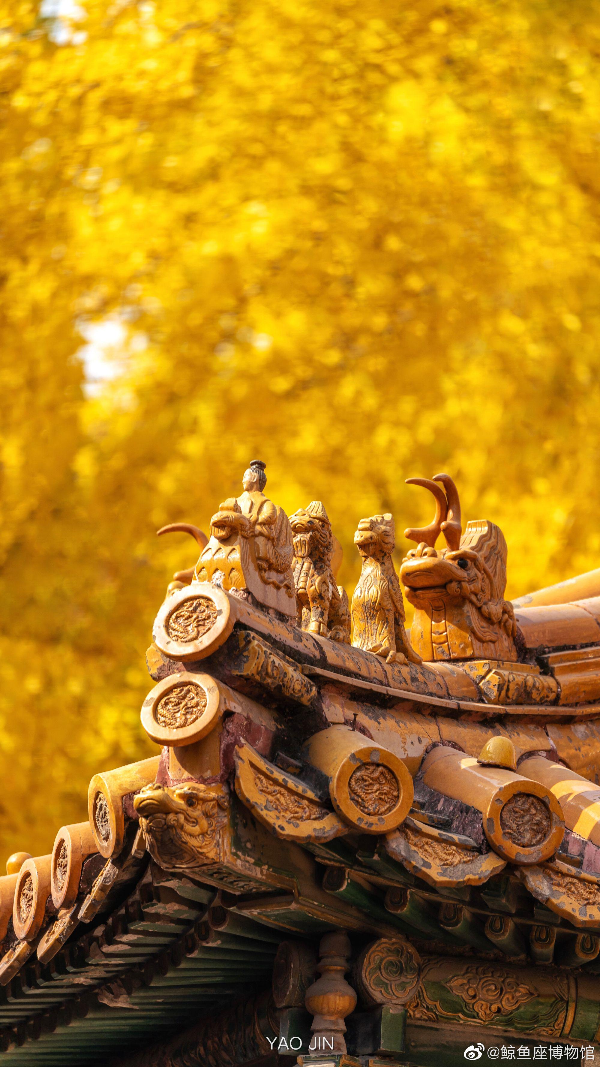 这个秋天 和喜欢的人去故宫看银杏吧__财经头条