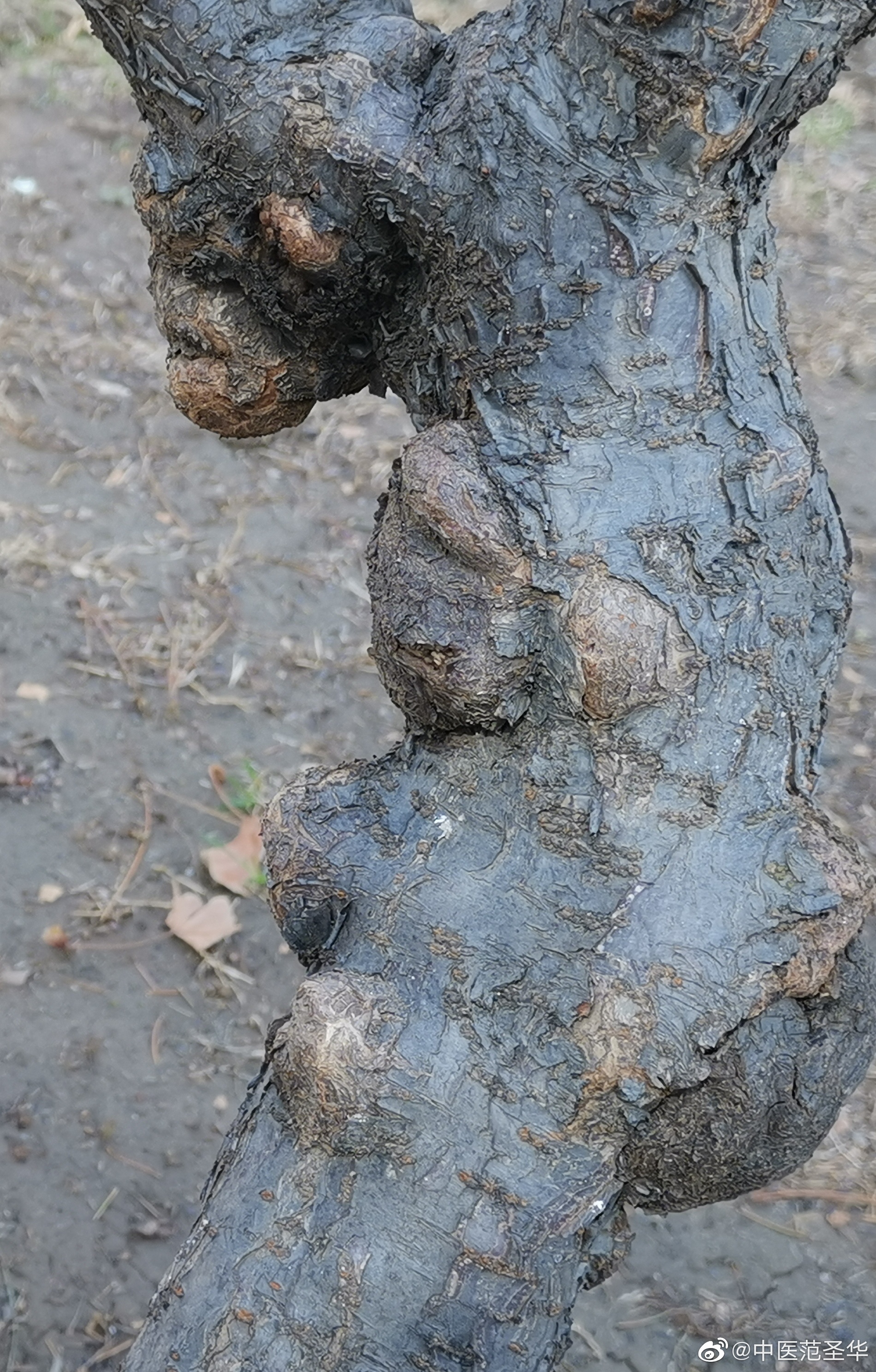 看到一棵树树身长满了树瘤