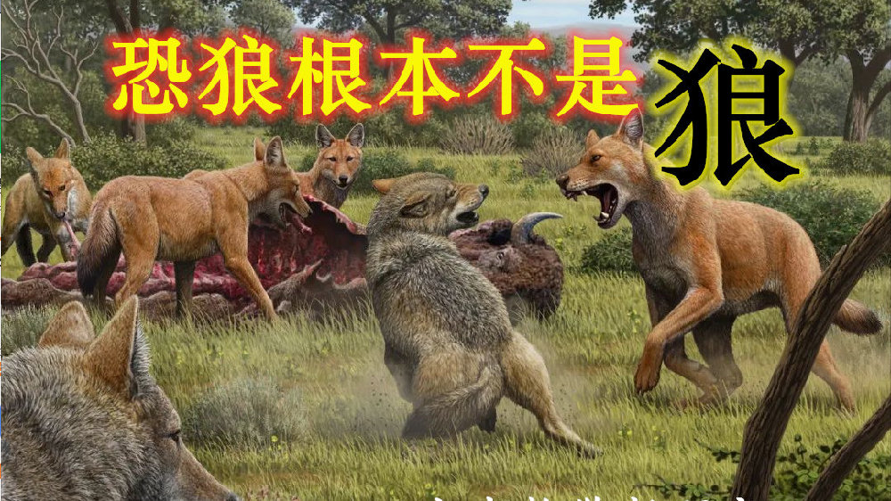 大名鼎鼎的恐狼根本就不是“狼”!|古生物学|美洲_新浪新闻