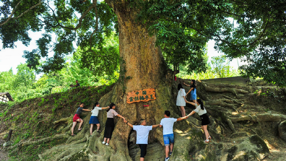 重庆发现世界最大的千年金丝楠木群，树王超1500年，你知道吗？|重庆市|金丝楠木记|酉阳|楠木湾|村民_新浪新闻
