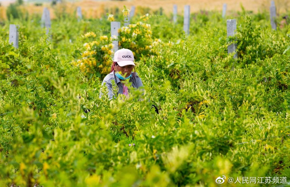 江苏淮安:金银花田采摘忙 开辟致富新路径__财经头条
