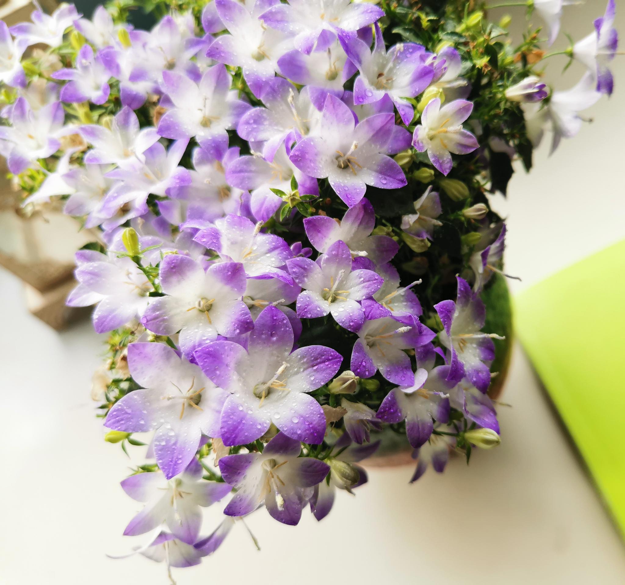 新型阳台盆栽花梦幻风铃草花色清新文艺风满满