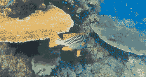 海豚|海洋公园_新浪新闻