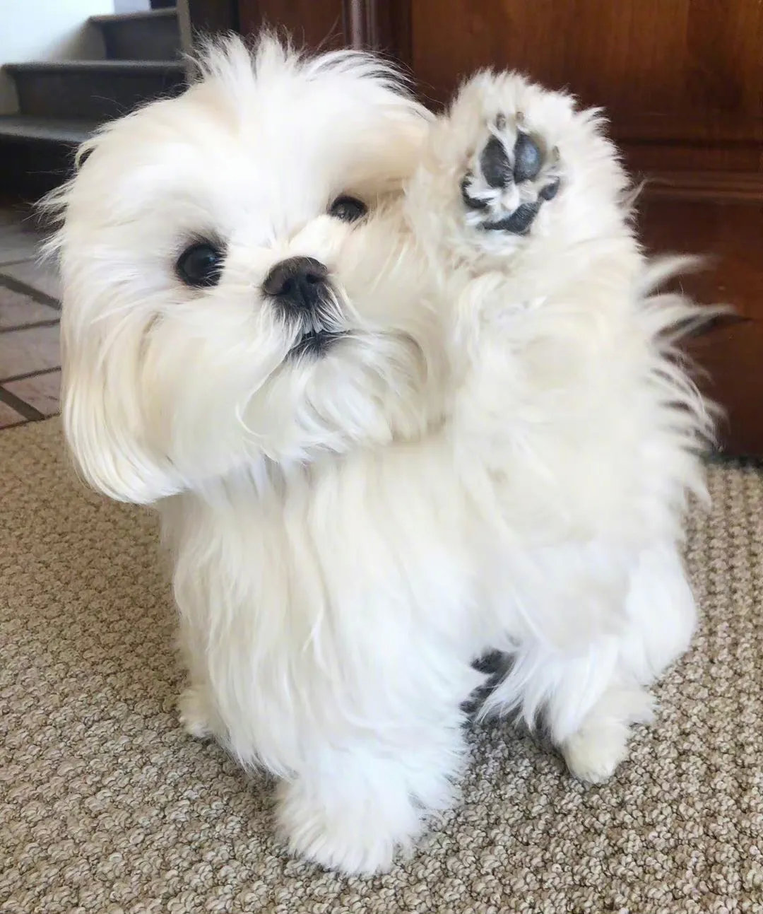 说到乖巧可爱的狗狗马尔济斯犬一定是一个很好的选择