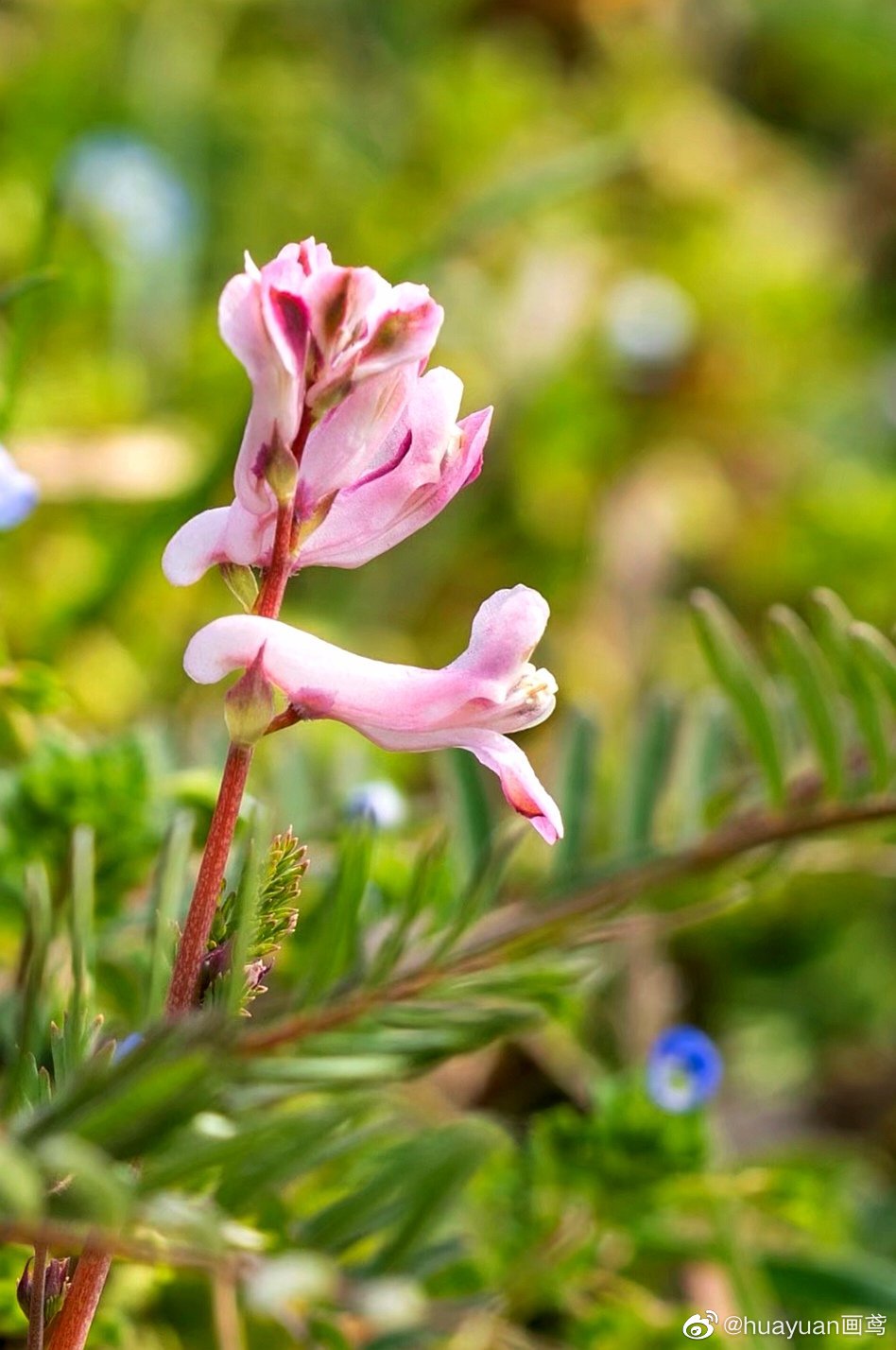 花解语—紫堇|猎人|大树|紫堇花_新浪新闻