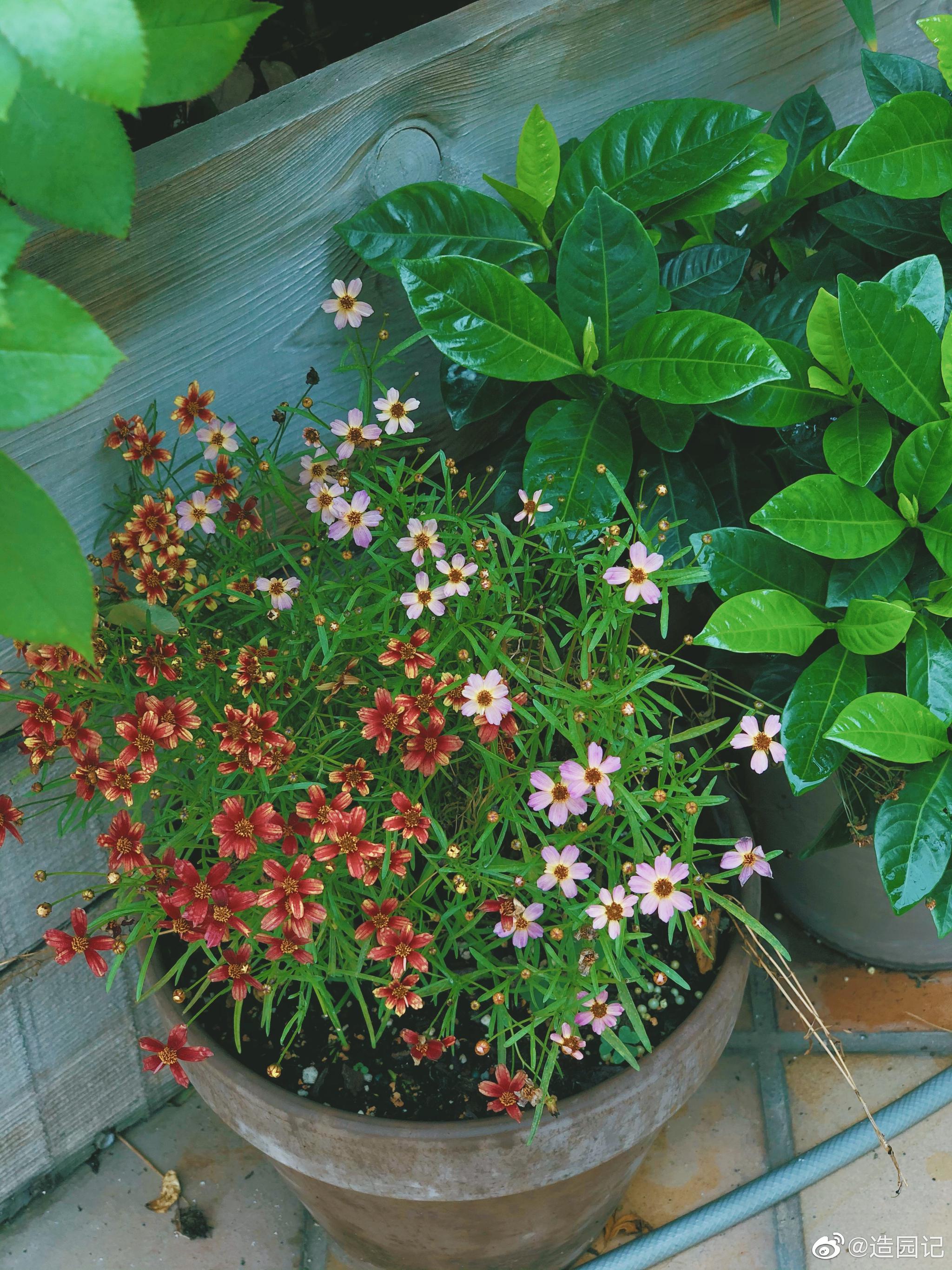 脸大的大花芙蓉葵开了