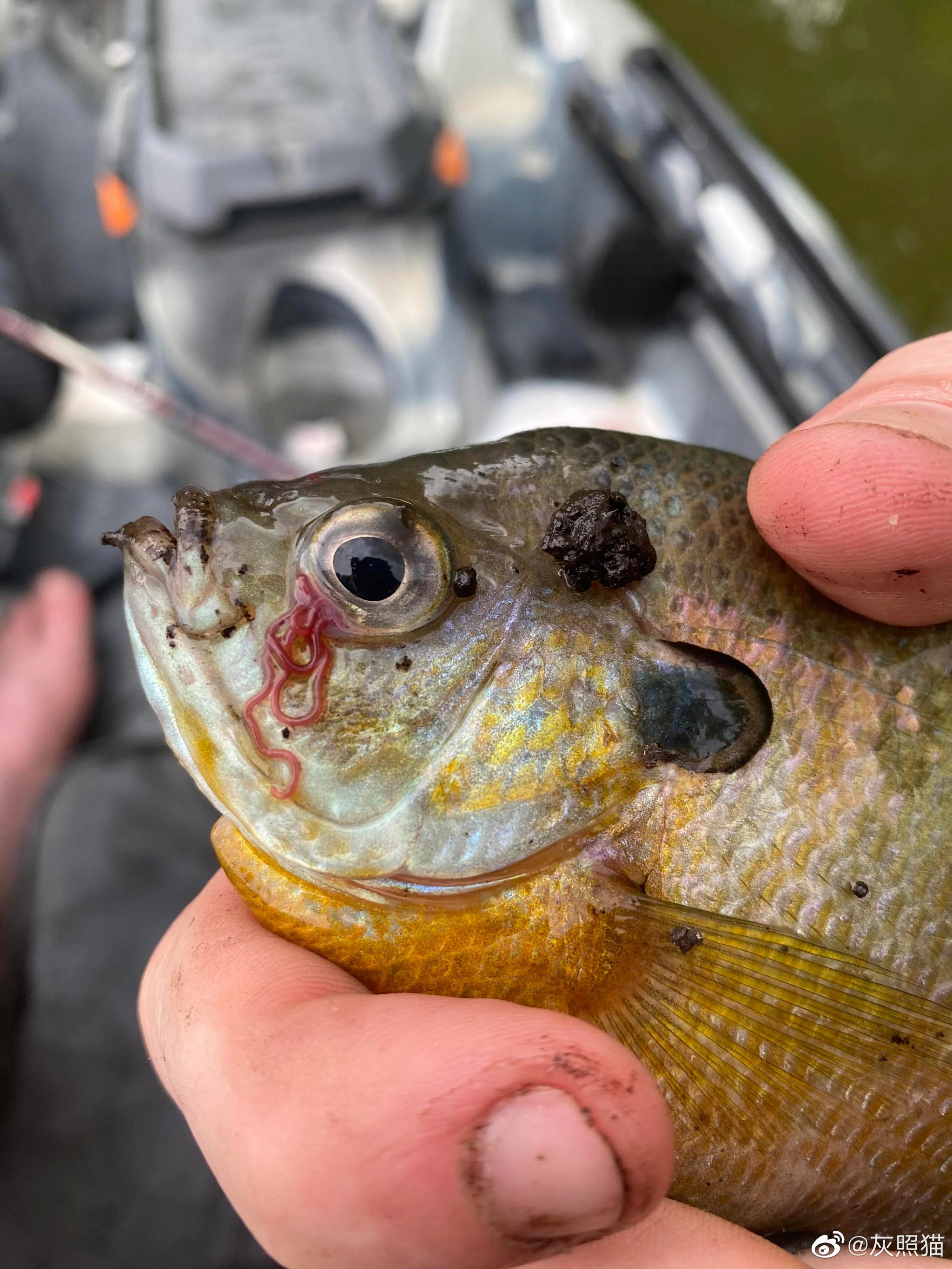 蓝鳃太阳鱼lepomis macrochirus