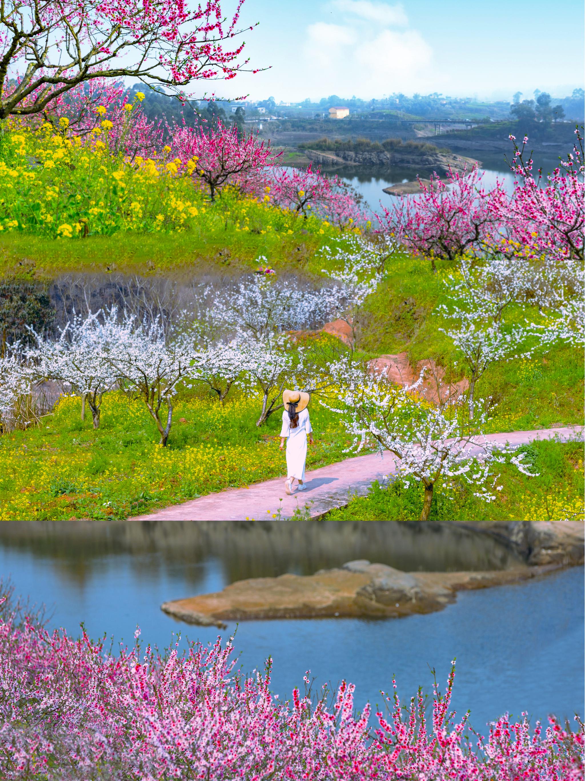 重庆周边 | 圣水湖桃花岛藏了春天最美的模样!_高清图集_新浪网