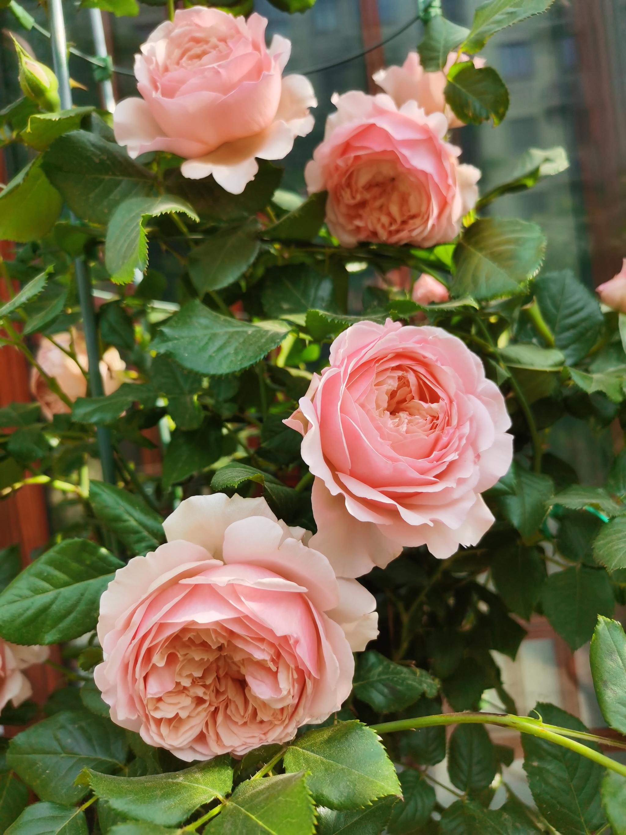 两广也能开标准真宙还有一个奇特月季花不具备的优势——超级耐热