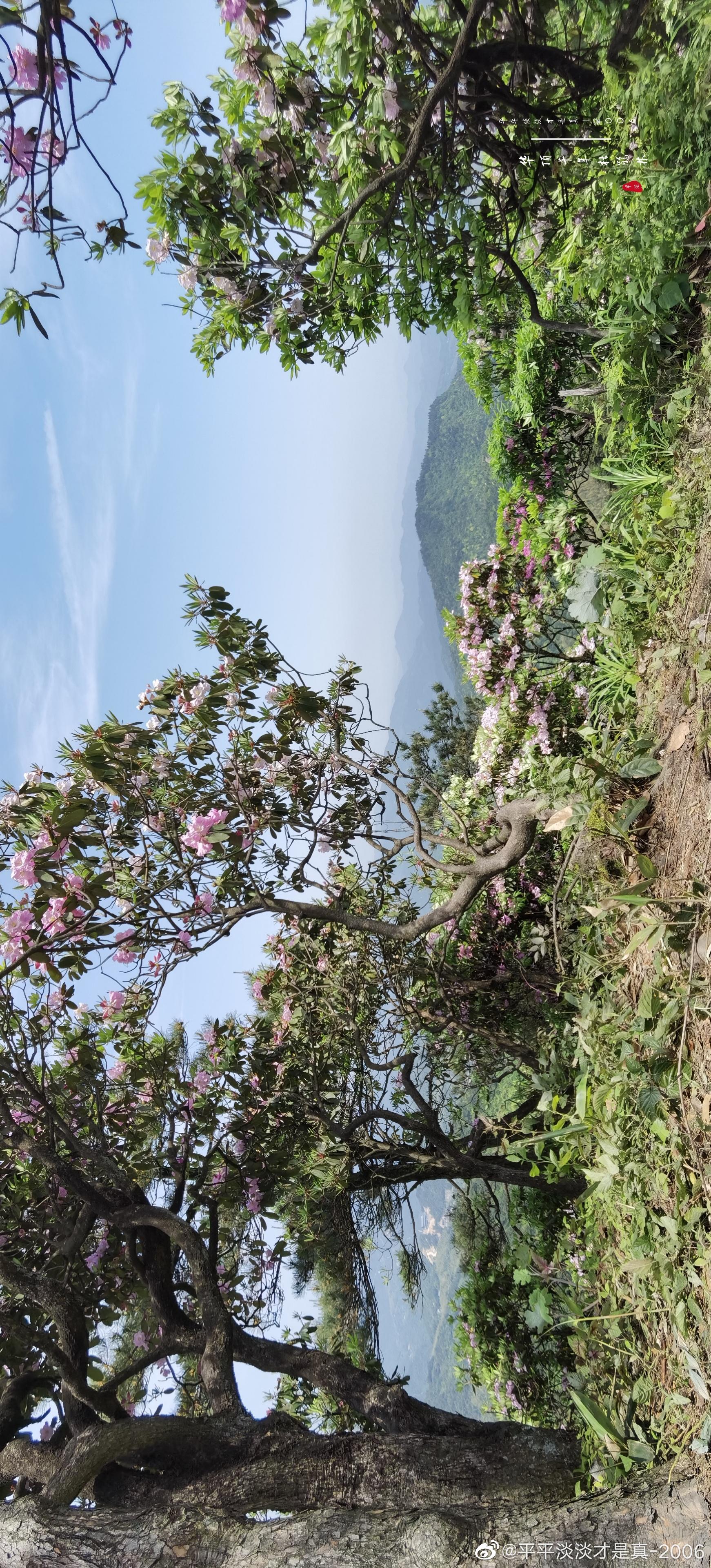 天台华顶国家森林公园千年杜鹃林