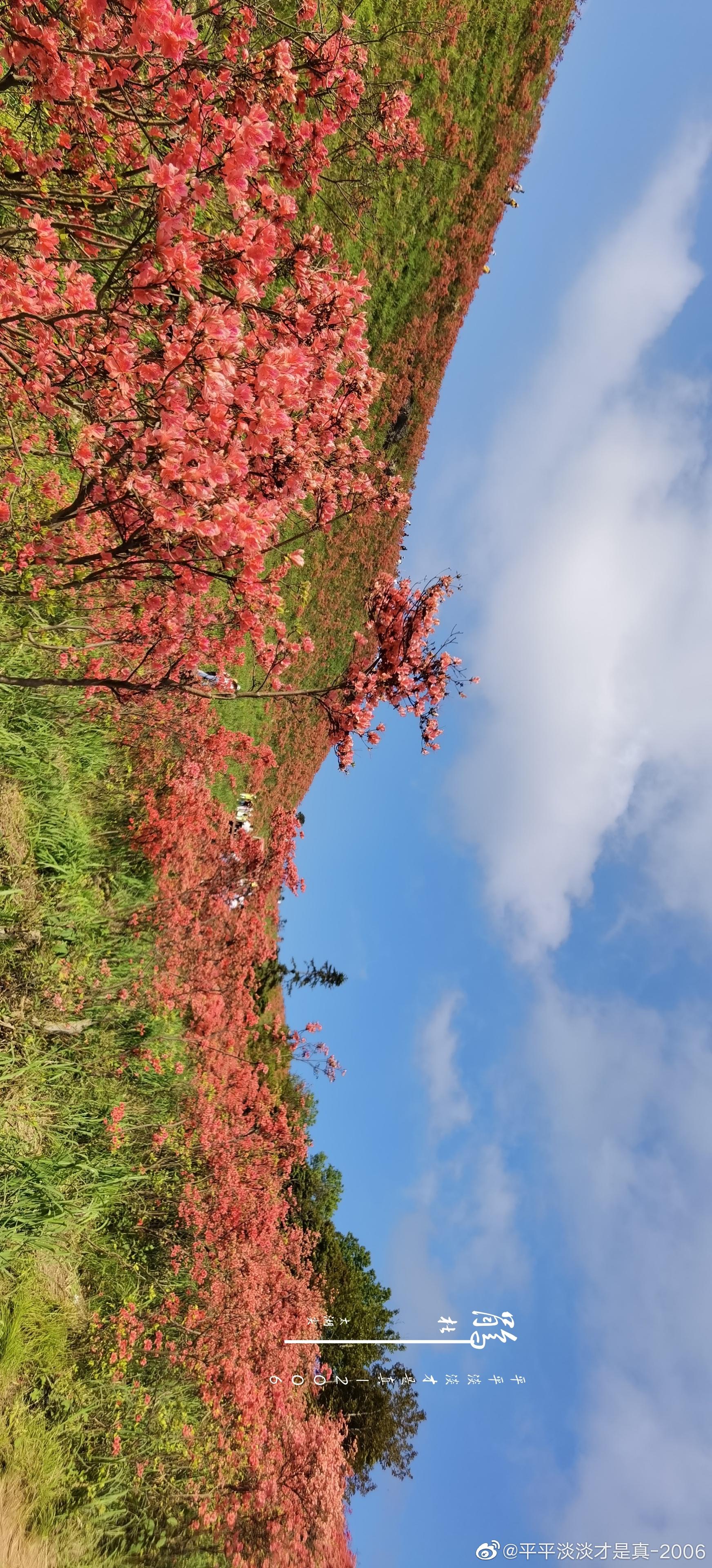 太湖尖杜鹃(二)
