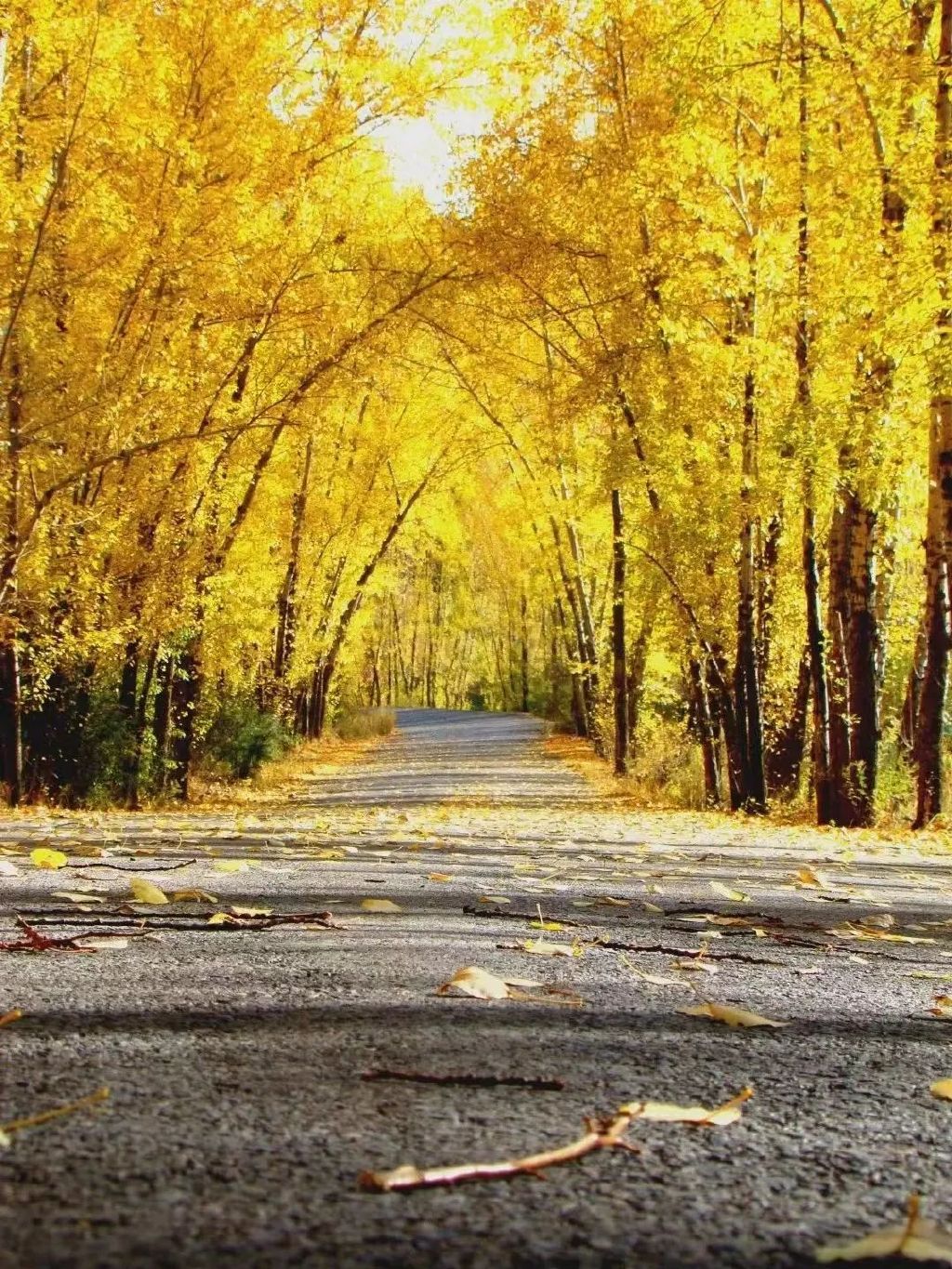 黄龙的秋天已送达,满山红叶惊艳来袭……休闲区蓝鸢梦想 - Www.slyday.coM 黄龙的秋天已送达,满山红叶惊艳来袭……休闲区蓝鸢梦想 - Www.slyday.coM