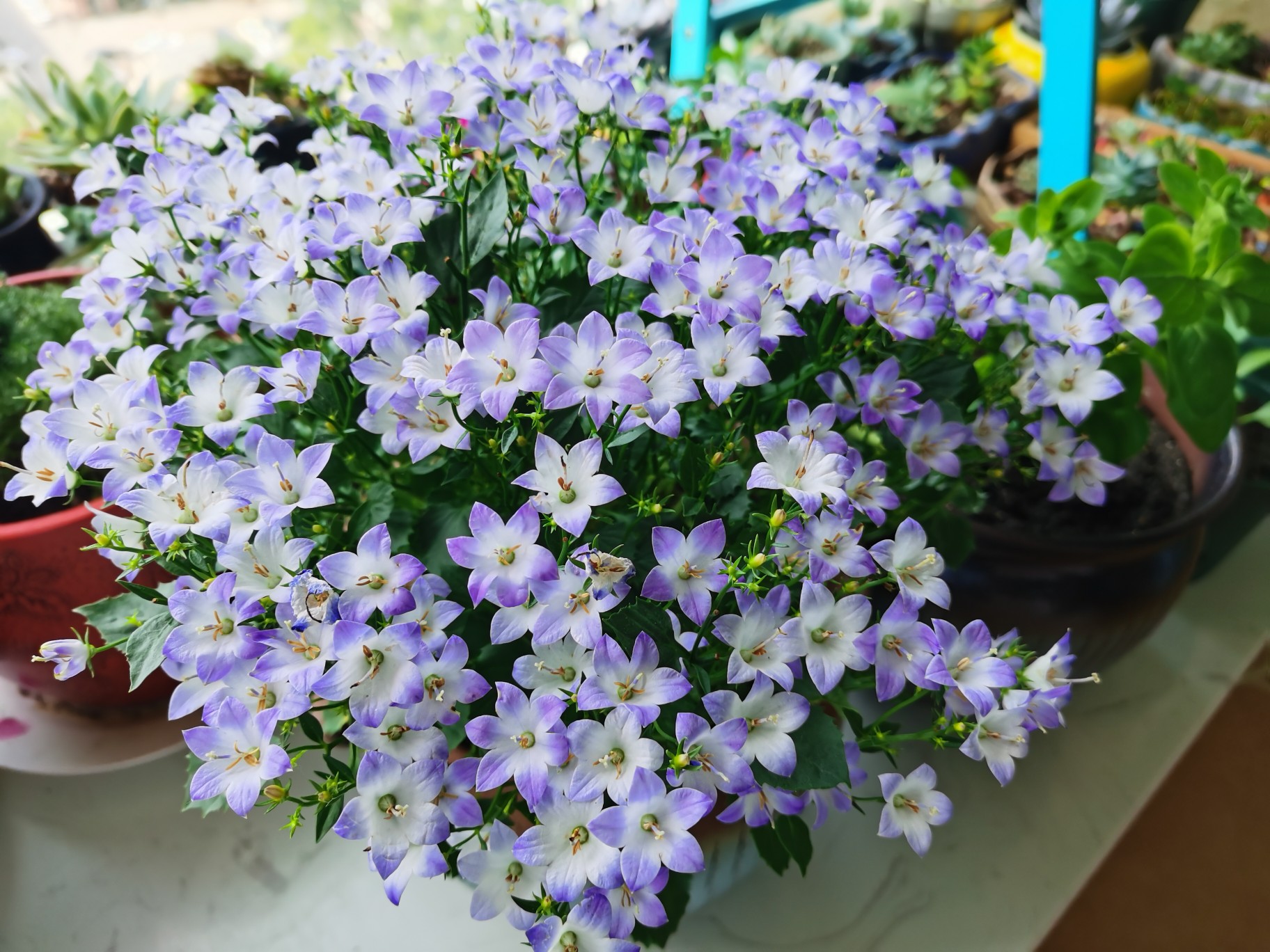 新型阳台盆栽花梦幻风铃草花色清新文艺风满满