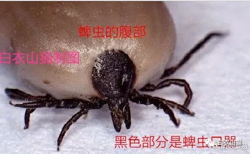 蜱虫为何会使人生病？被叮咬后该如何处理才安全？及时正确取出蜱虫！休闲区蓝鸢梦想 - Www.slyday.coM