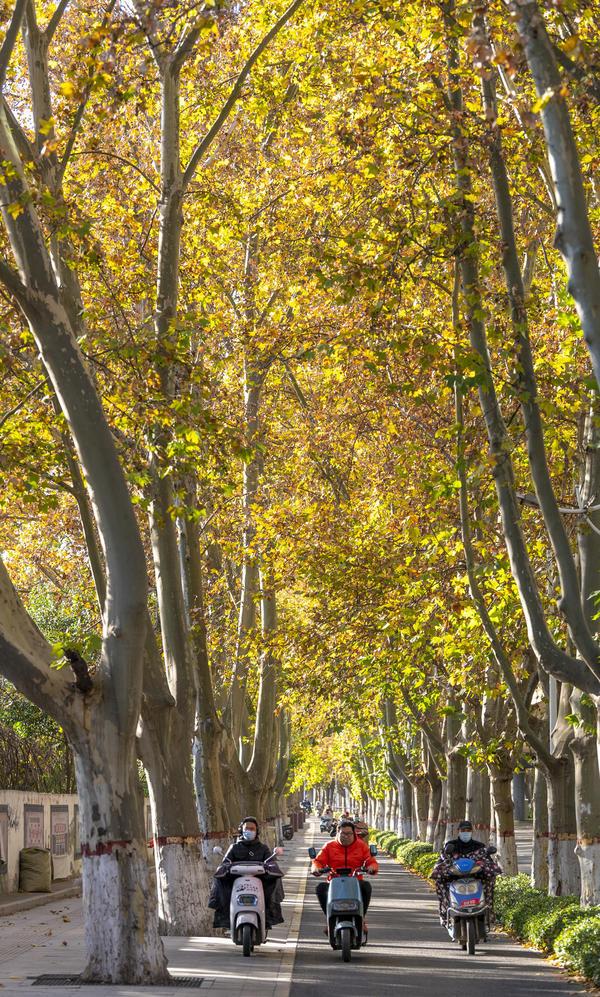 美爆了梦幻般金色的泡桐惊艳十足属于郑州人独有的浪漫已开启