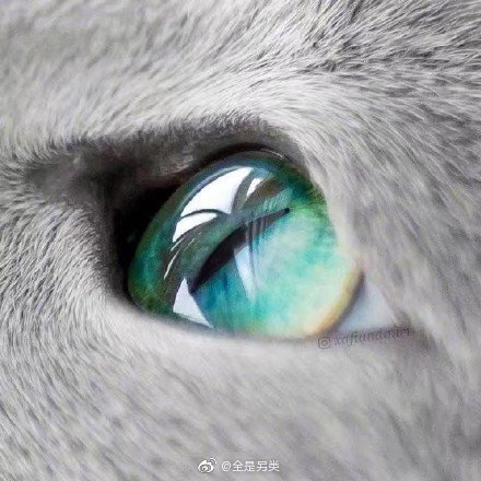 俄罗斯蓝猫永远滴神这眼睛也太漂亮了ig Xafiandauri 俄罗斯蓝猫永远滴神这眼睛也太漂亮了ig Xafiandauri