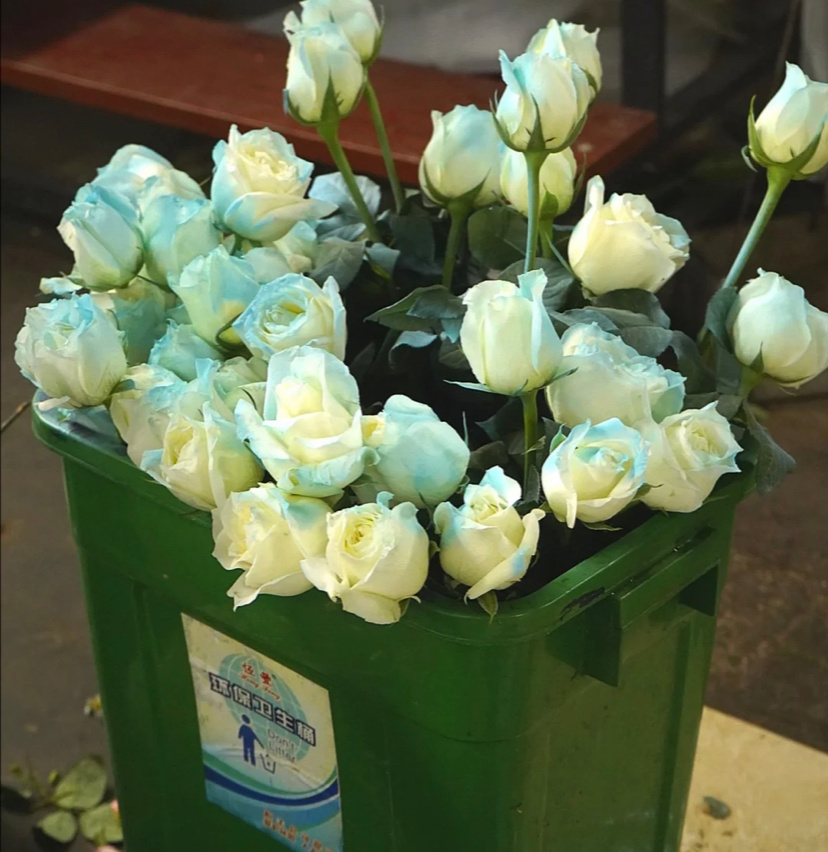 放在垃圾桶里的花_高清图集_新浪网