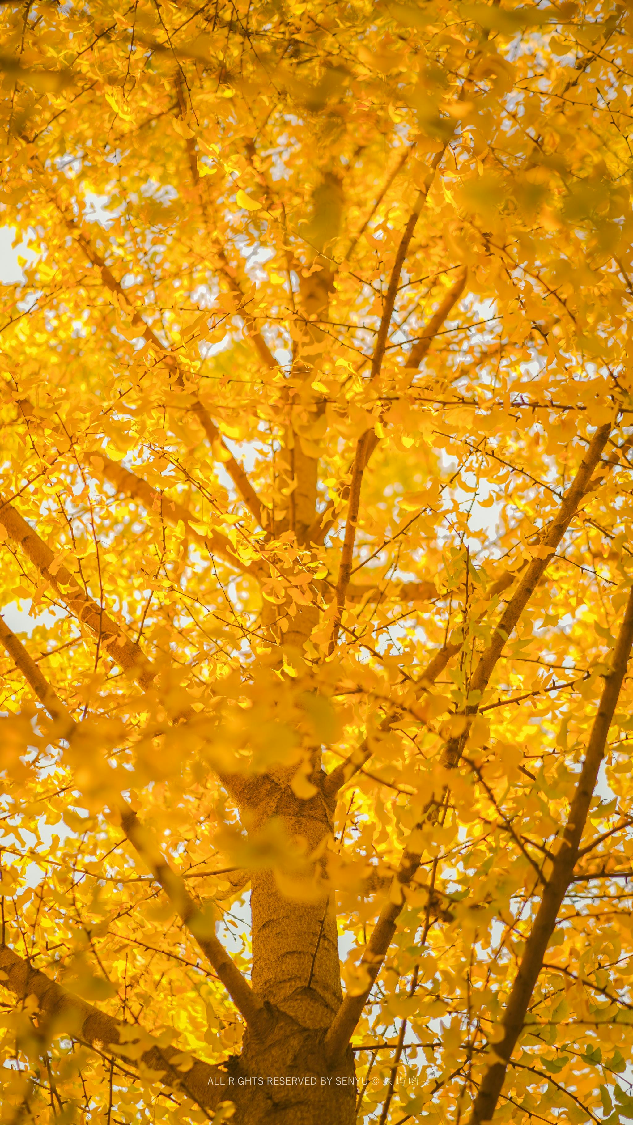 银杏树下 94|银杏树_新浪新闻