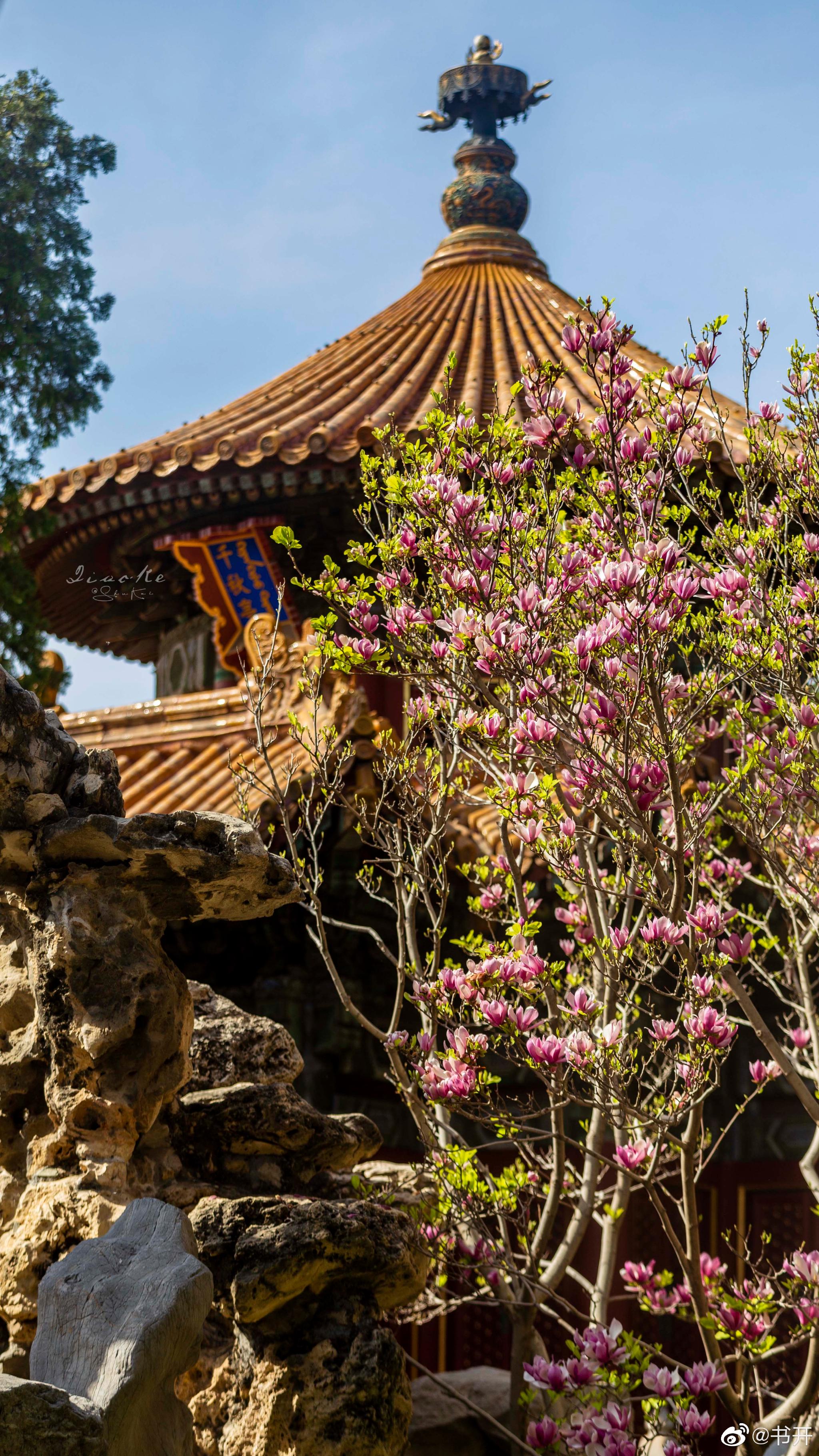 遇见|御花园 紫玉兰 千秋亭紫玉兰 藏在假山 藏在角落里……__财经