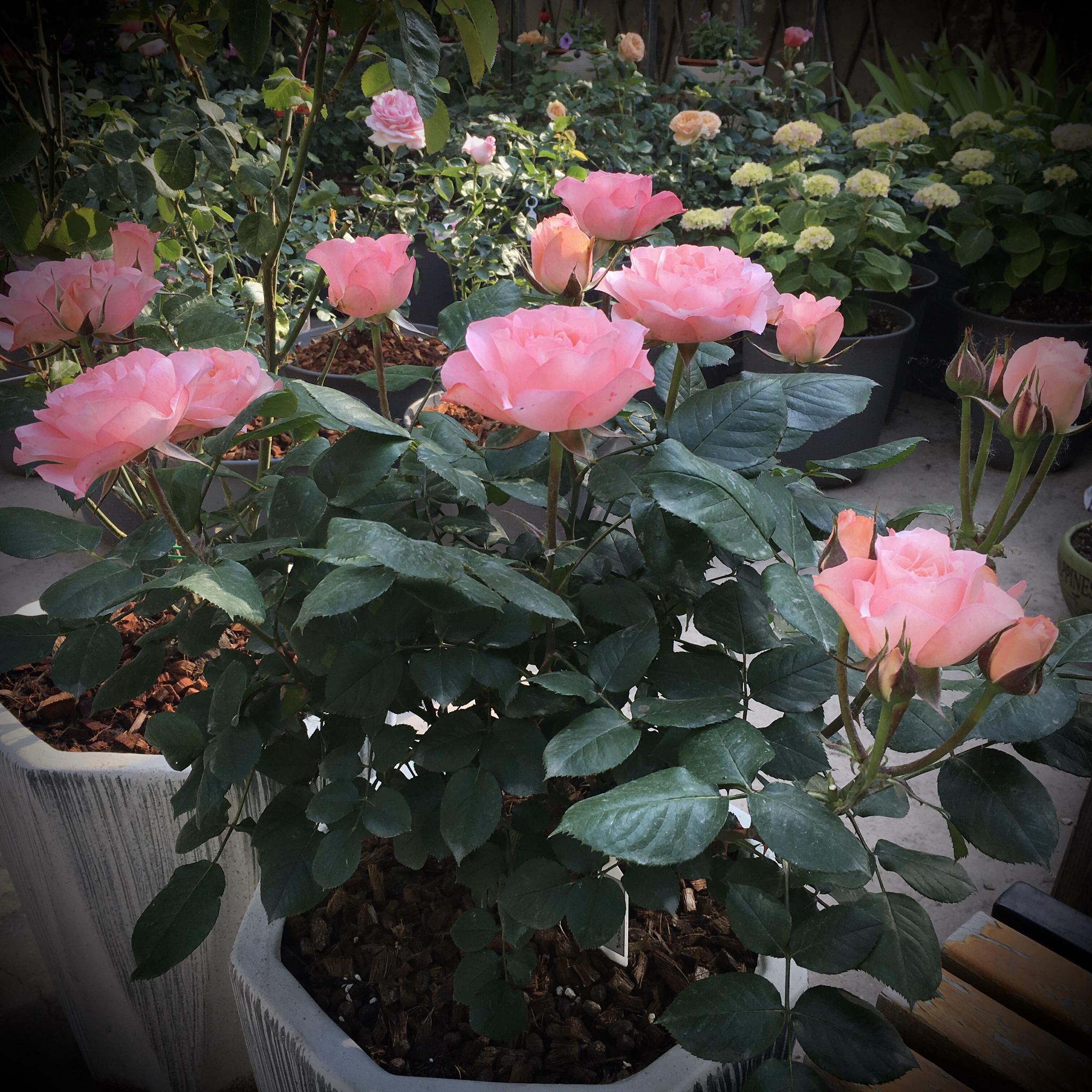 微型月季"永远的科莫",专为盆栽而生,阳台养一棵,四季有花看|科莫|阳