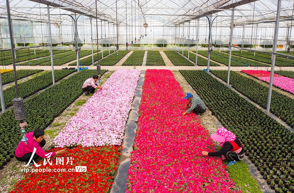 江苏海安管护花卉忙