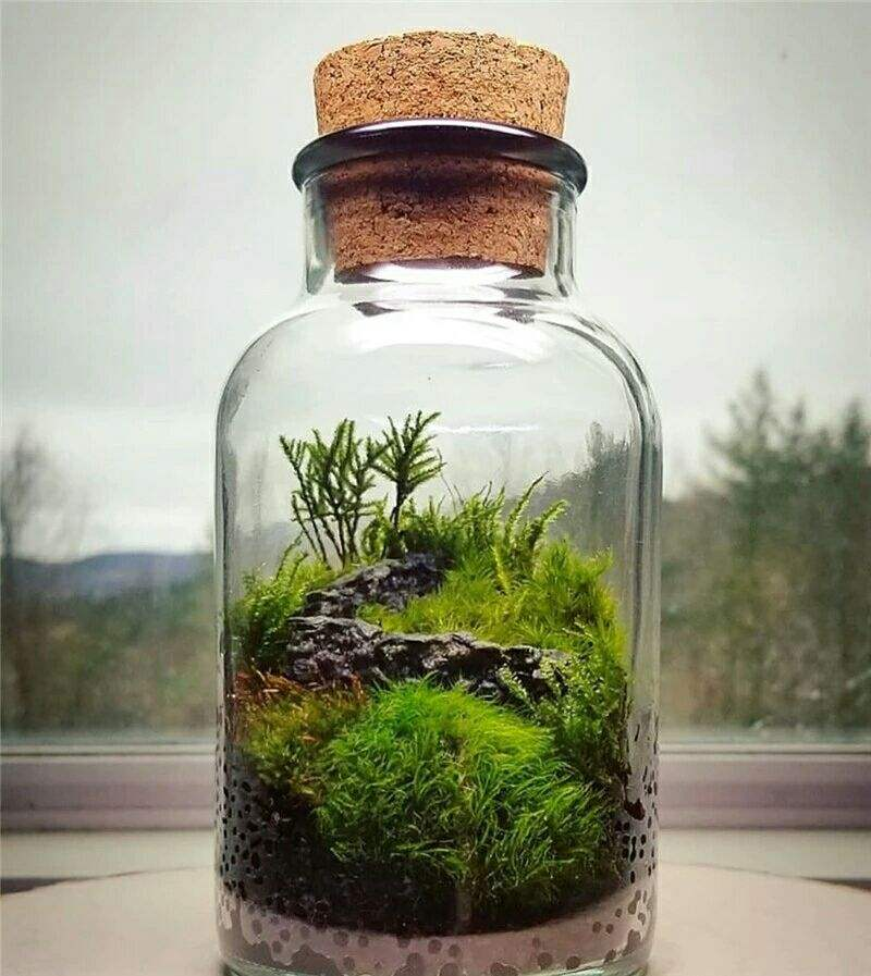山上挖点苔藓,找个玻璃瓶种进去,造出微景观,比买的花还漂亮!
