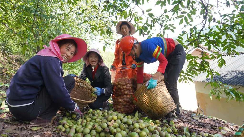 从每公斤40元跌至10来块，云南核桃的忧与盼（上）休闲区蓝鸢梦想 - Www.slyday.coM