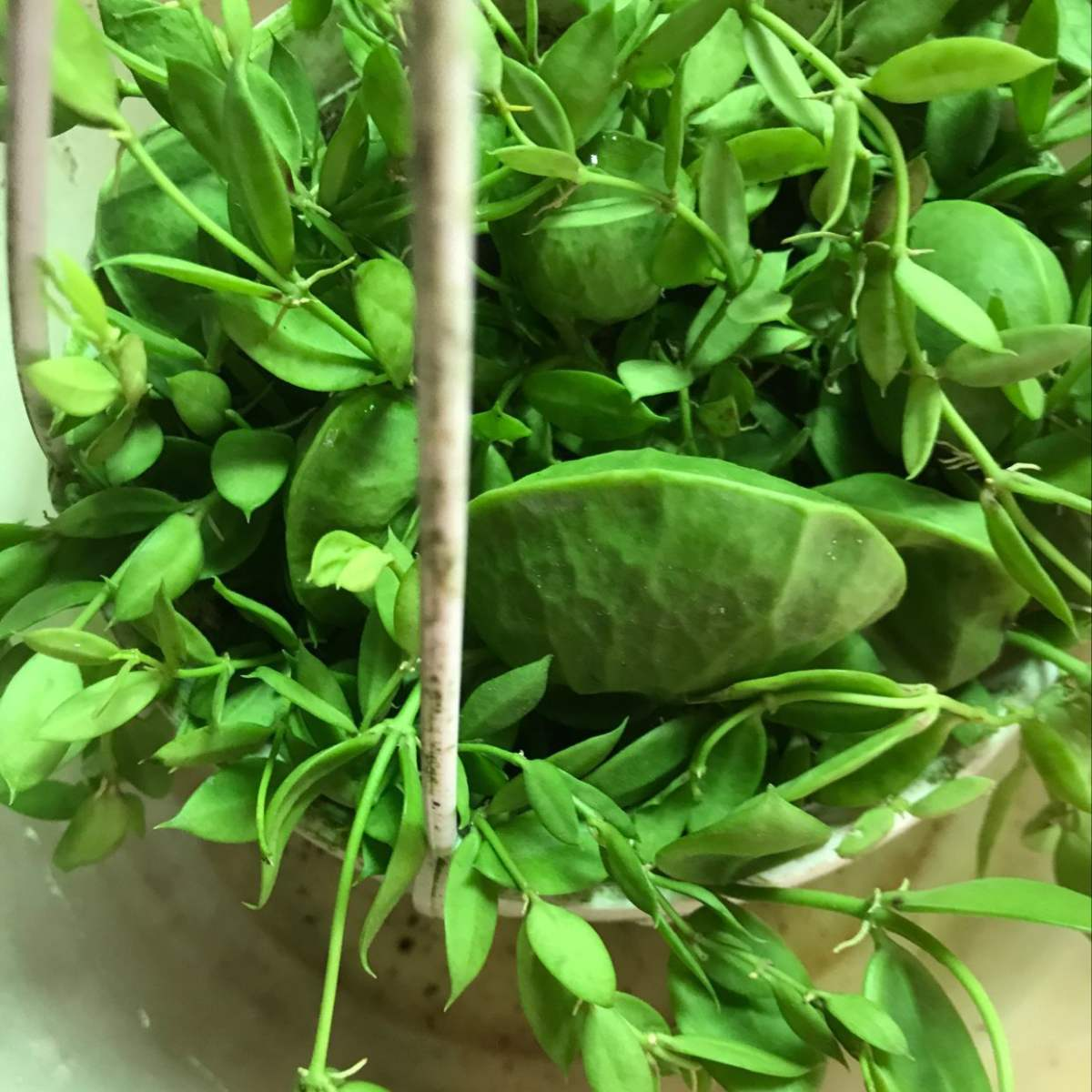 家里养盆青蛙藤叶子是个小荷包像个钱袋子