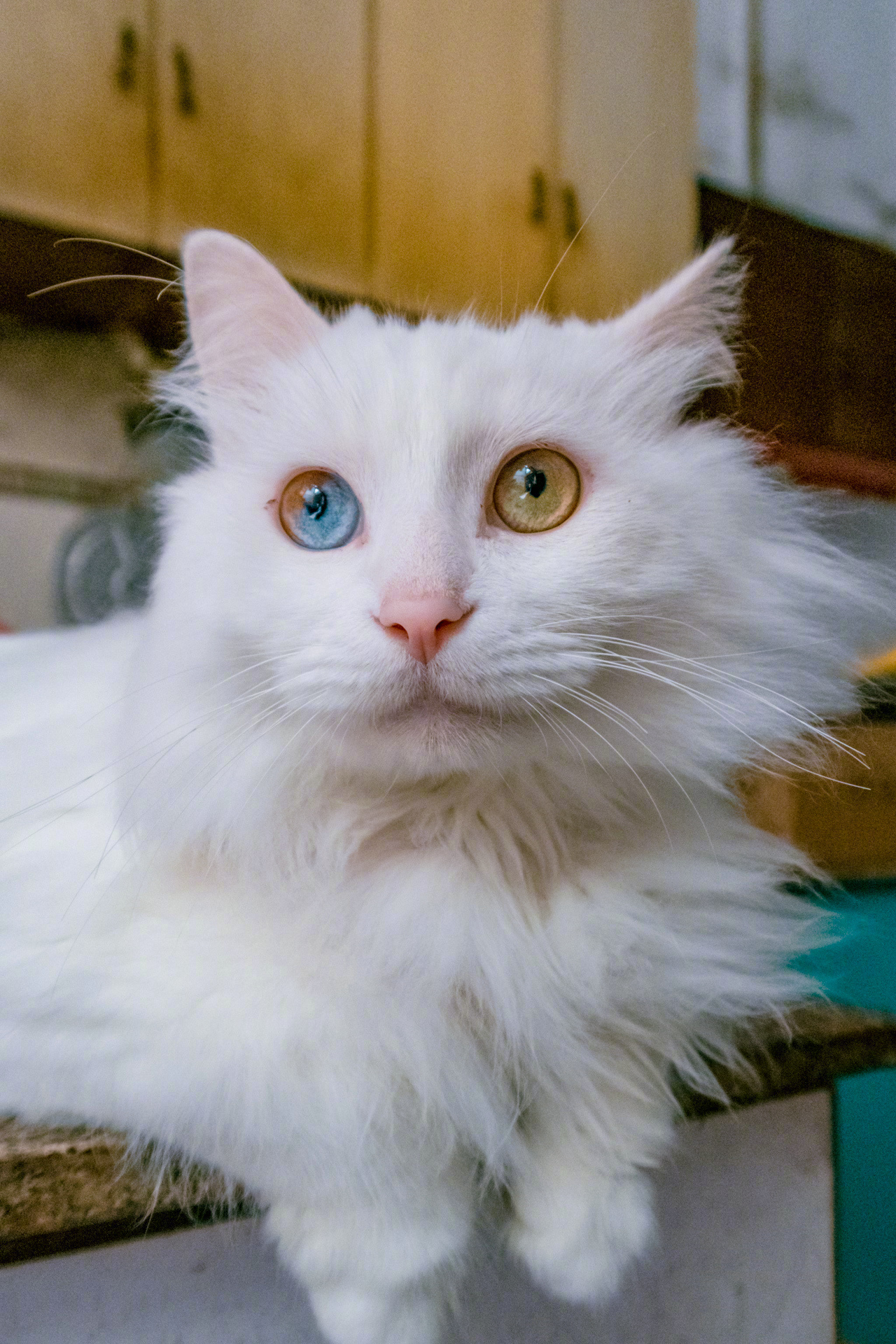 分享一些罕见绝美的猫咪瞳色,见者好运